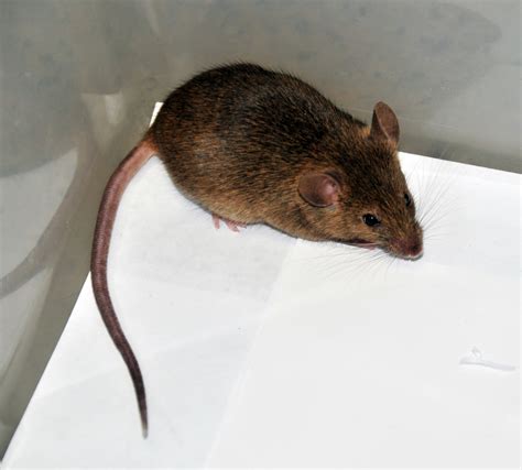 House Mouse Vector Control Services