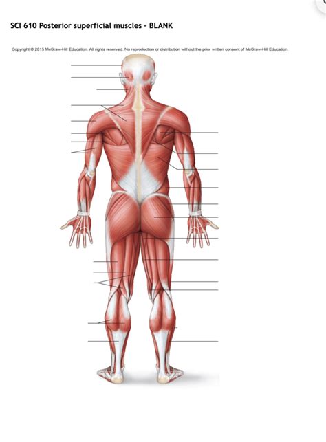 Posterior Superficial Muscles Diagram Quizlet