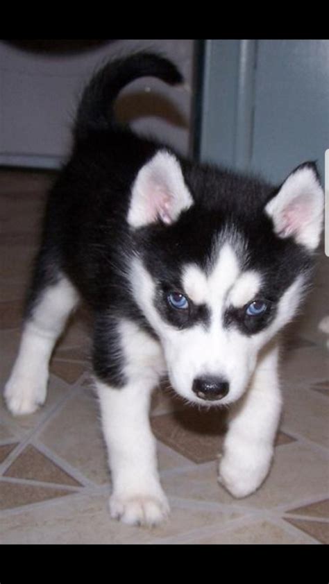 Adorable Blue Eyed Siberian Husky Puppies For Sale Salem For Sale Salem
