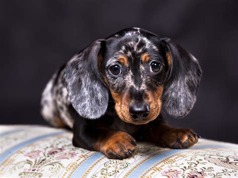 Intelligent, inquisitive, independent, very playful and super cute! Doxie Pin