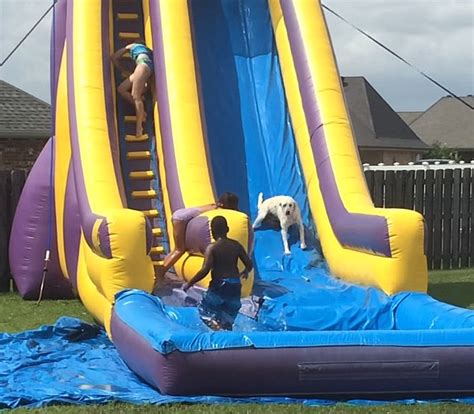 Check spelling or type a new query. My turn! Adorable dog 'Milo' overtakes children to slip down water slide | Daily Mail Online