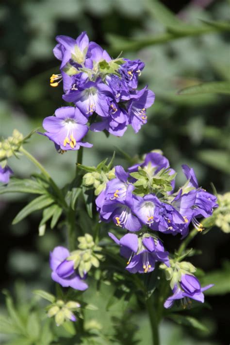 Polemonium Caeruleum Jacobsladder Hemelladder Appeltern Adventure