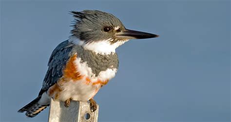 Belted Kingfisher Identification All About Birds Cornell Lab Of