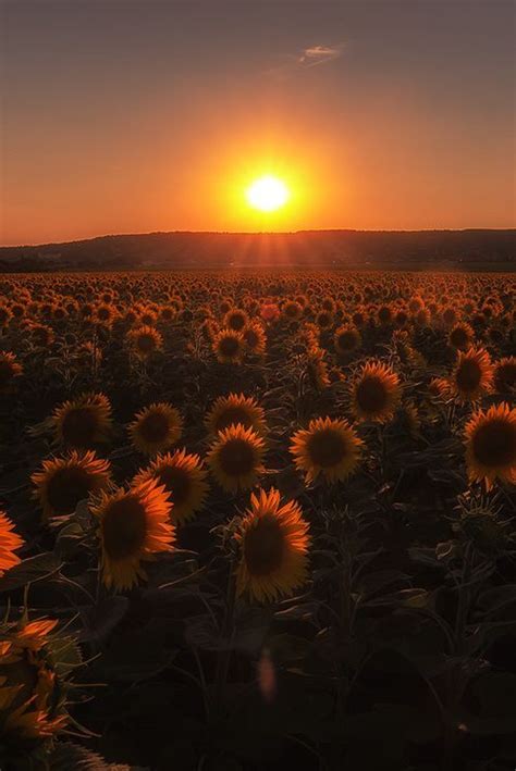 Sunset In Sunflower Field Zsambek Hungary Beautiful