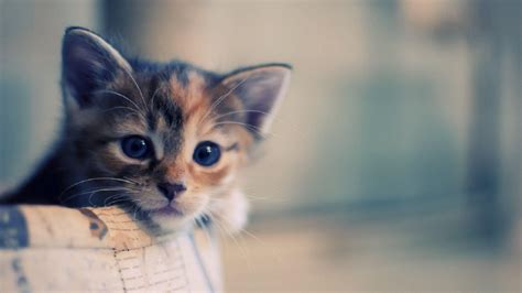 Cat Hd Wallpapers 1920x1080 Wallpaper Cave