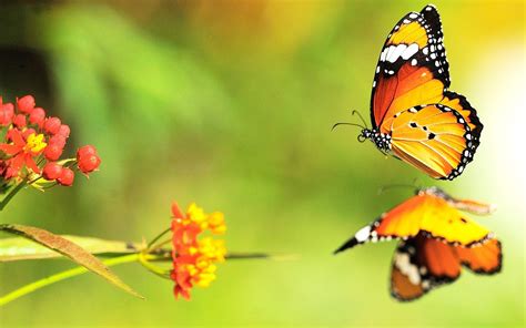 Screensaver Butterfly Wallpapers