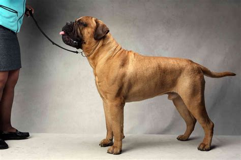 Westminsters Best Of Breed Westminster Dog Show Dog Show Bull