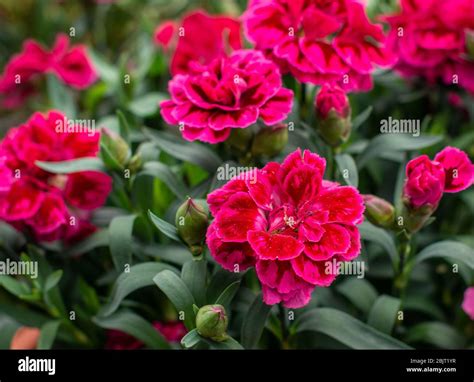 Dianthus Burgundy Blush Carnation Flower Stock Photo Alamy
