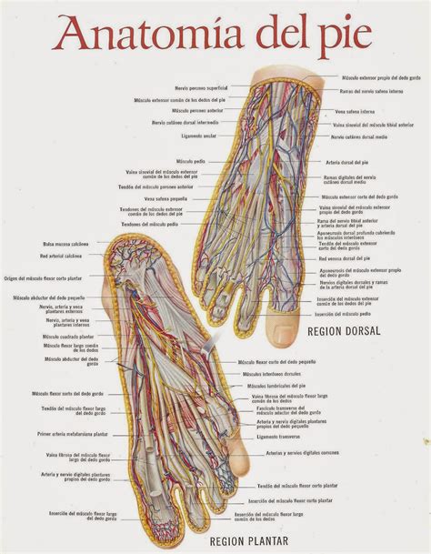 Anatomía Del Pie Imagui