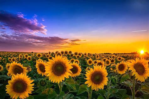 Hd Wallpaper Field Sunflowers Landscape Sunset Wallpaper