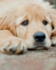 Decide on a place for his crate where he won't feel isolated and alone. Golden Retriever Love on Pinterest
