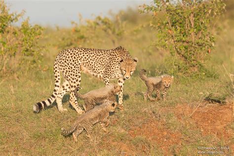 Female Cheetah And Cubs Acinonyx Jubatus Siligi And 3 O Flickr