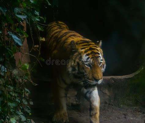 Closeup Portrait Of A Siberian Tiger Walking By Endangered Animal From