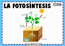 Esquema de la fotosintesis - ABC Fichas