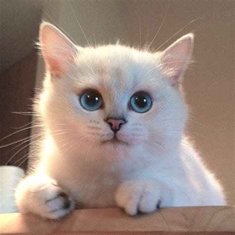 This Cat Has The Most Beautiful Eyes Ever Bored Panda