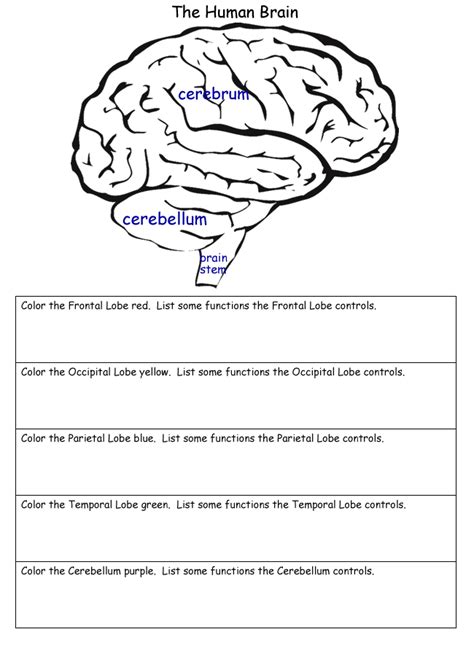 Brain Anatomy Worksheet Pdf