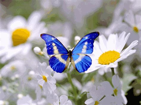 Papillon Animé