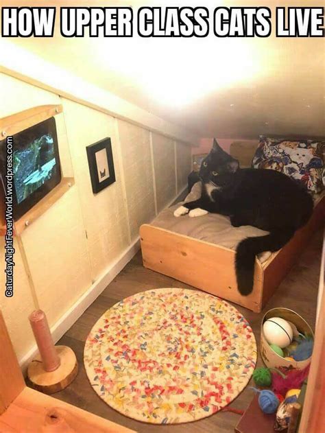 Cat Room Under The Stairs Meme By Memeism Memedroid