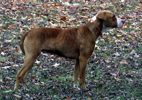 Mountain Cur Facts Health And Care Waf