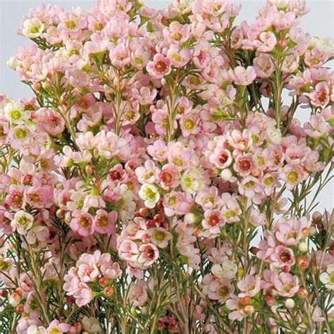 Pink Wax Flower 14 Bunches | J R Roses Wholesale Flowers