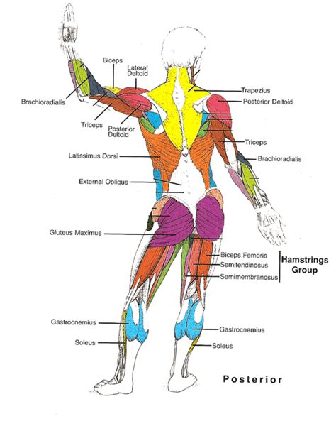 Muscles Diagrams Diagram Of Muscles And Anatomy Charts