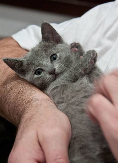 Grey Kitten Cute Cats And Kittens Kittens Cutest Grey Kitten