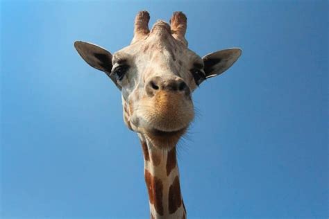 Why Do Giraffes Have Horns Everything You Need To Know Tinyphant