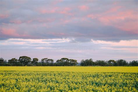 Canola Field In Full Bloom Under Pink Sunset Sky Stock Image Image Of