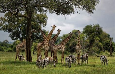 Gentle Giraffes Threatened With ‘silent Extinction Courthouse News Service
