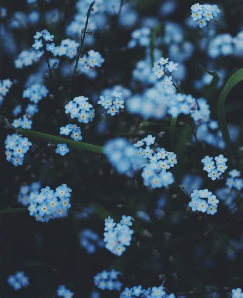 √ Blue Flower Aesthetic