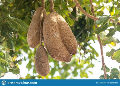 Inedible Fruits Of Evergreen Sausage Tree Kigelia Africana Stock Image