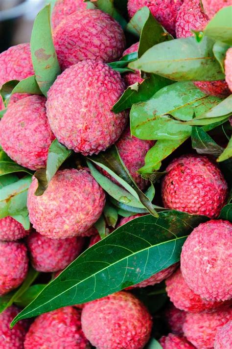 Fresh Lychee On Tree In Lychee Orchard Fresh Green Red Lychee Stock