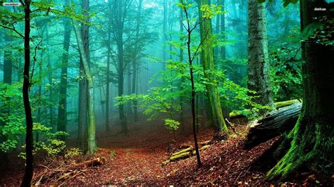 Download A Free Foggy Forest Wallpapers In Hd For Your