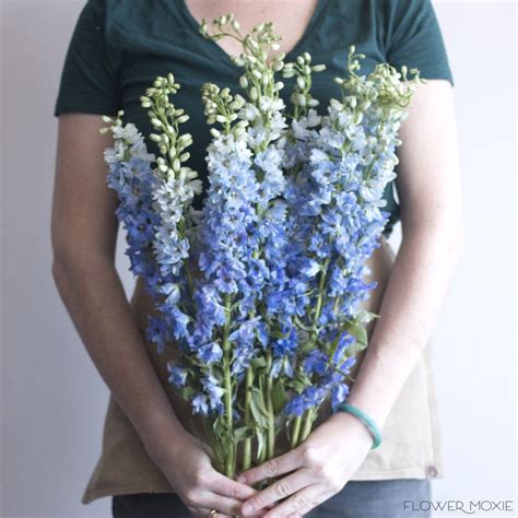 Light Blue Delphinium Flower Delphinium Flowers Wedding