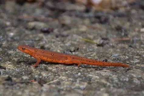 Types Of Salamanders In North America The Critter Hideout