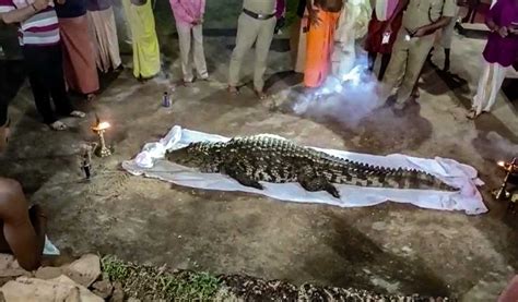 70 Year Old Crocodile Claimed To Be Vegetarian Dies In Kerala
