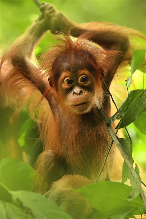 Sumatra Orangutan Pongo Abelii Juzaphoto