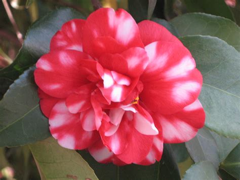 Camellia flowers white red and pink isolated on white background. Red and white camellia | Blooming in Washington, DC on a ...