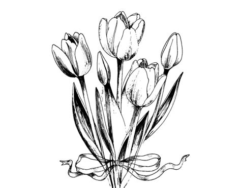 Imagenes De Tulipanes Para Dibujar A Lapiz Imágenes De Flores