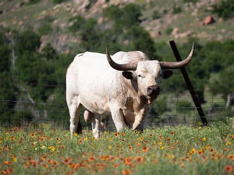 the bull - Animal & Insect Photos - Jason Kravitz Photography