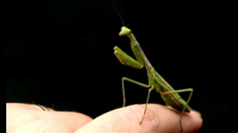Aha Here Are 6 Tips On How To Take Care Of A Pet Praying Mantis Youtube