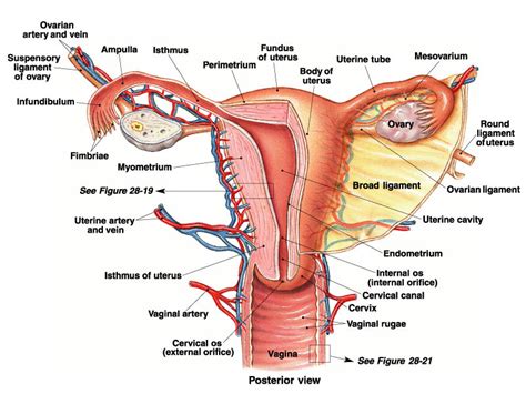 OST Anatomy Of The Female Reproductive System Diagram Quizlet