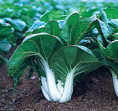 Cabbage Pak Choi White Stem St Clare Heirloom Seeds Heirloom And