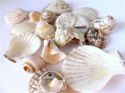 Seashell Lot Large Shell Lot Mixed Seashells Large