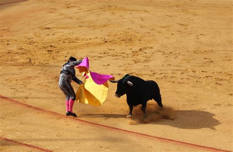 Free Images Performance Seville Bullring Tradition Bullfighting