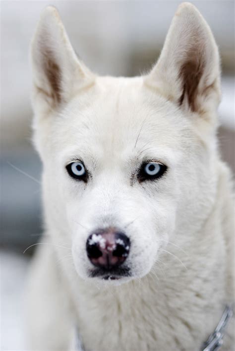 See more ideas about puppies husky puppy and cute dogs. white husky on Tumblr