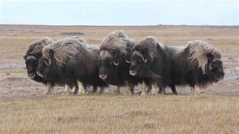 Musk Oxen In Characteristic Defensive Ring Youtube