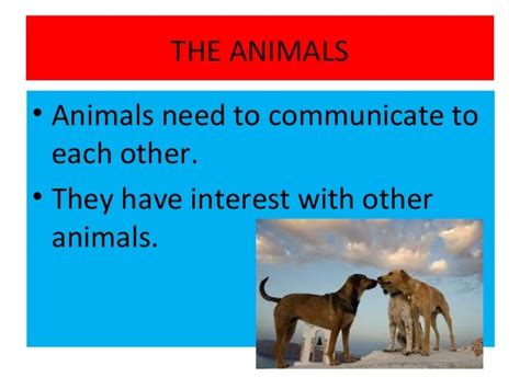 Animals Interaction
