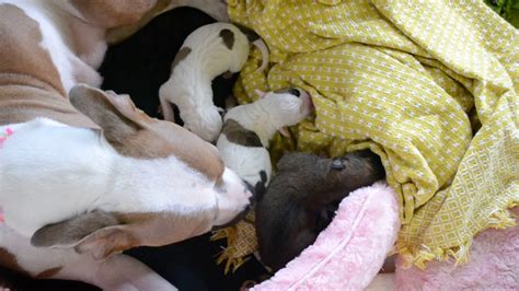 Mama Pit Bull Giving Birth To Puppies Youtube