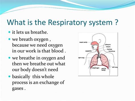 Presentation On The Respiratory System